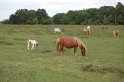 Neg_20100612_3514_011