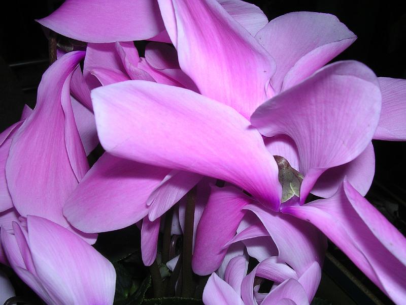 DSCN0963.JPG